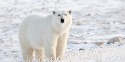 659d1d32-faa2-4c29-a7f6-f1d1d16cdfde