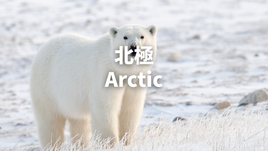 Arctic
